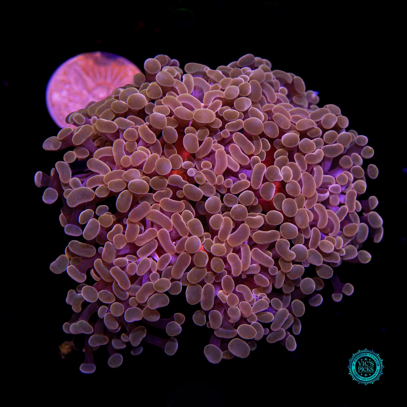 Blood Moon Branching Hammer - Daylight Photo