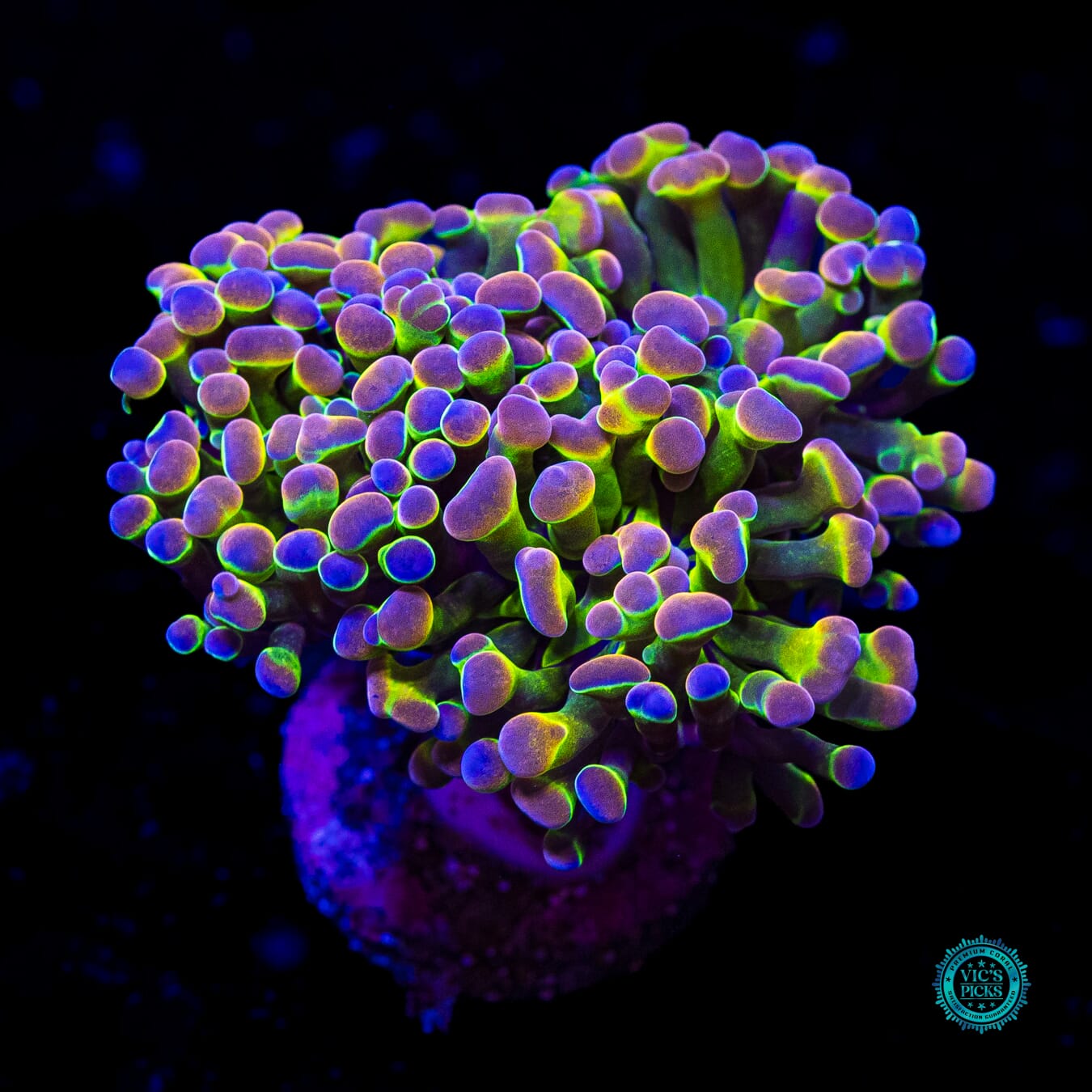 Holy Grail Branching Hammer - Actinic Photo
