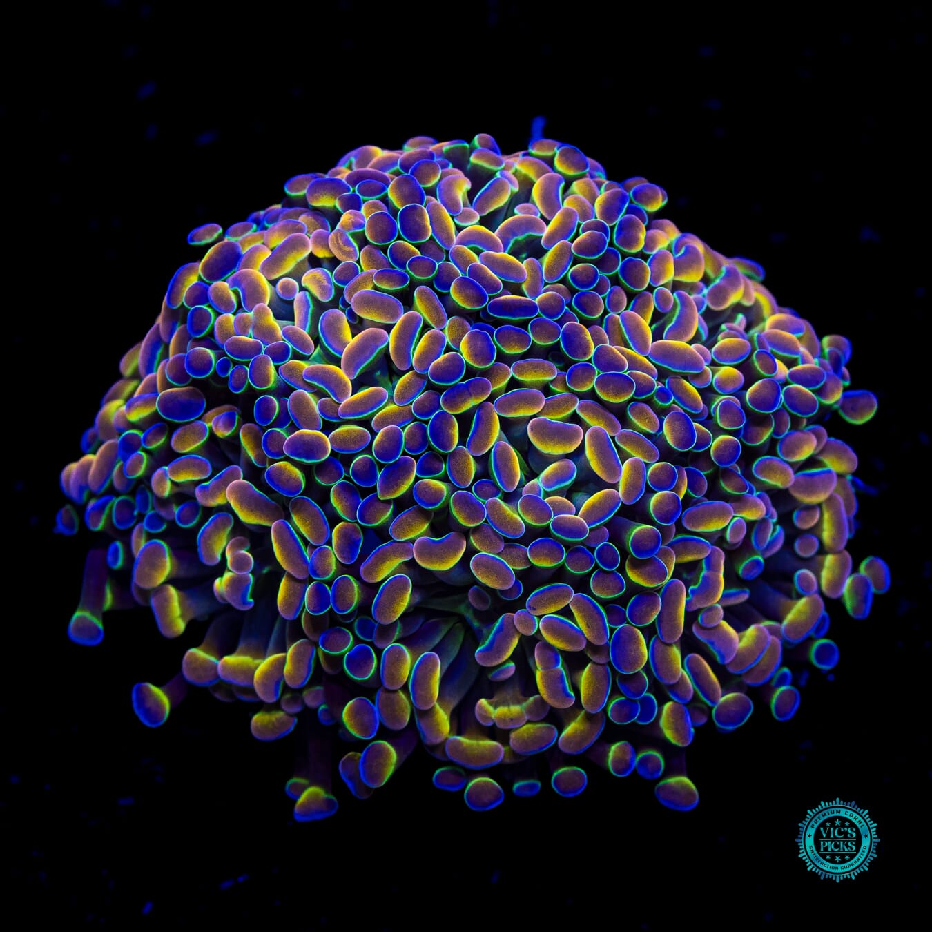Holy Grail Branching Hammer - Actinic Photo