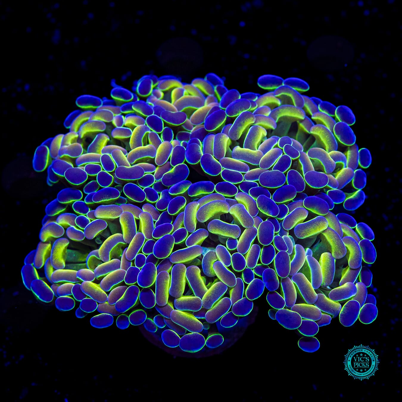 Hologram Branching Hammer - Actinic Photo