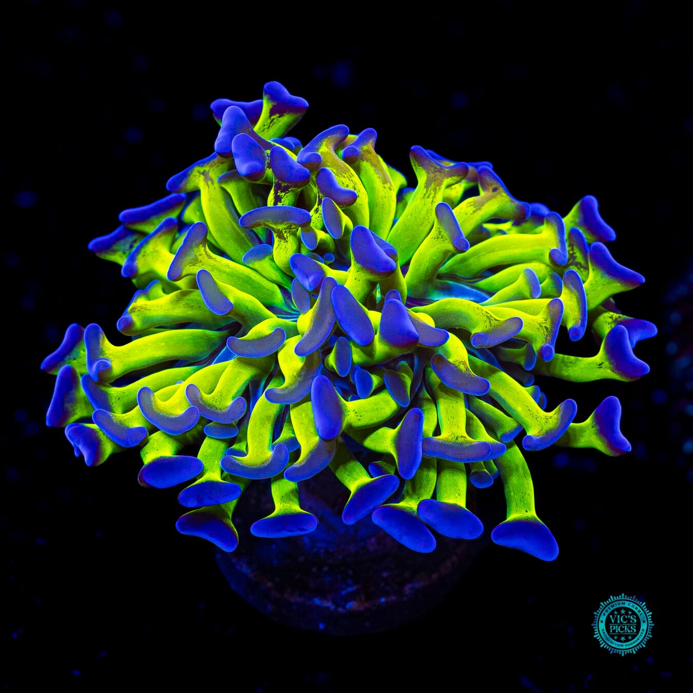 Sin City Neon Branching Hammer - Actinic Photo