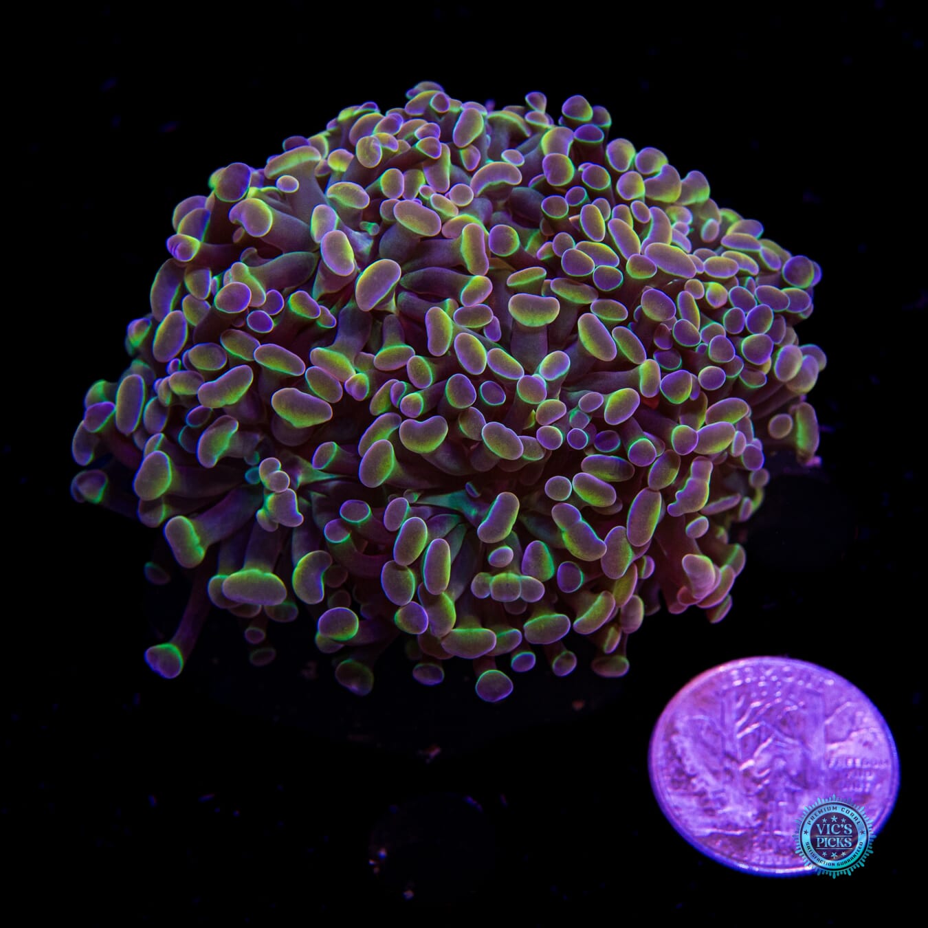 Holy Grail Branching Hammer - Daylight Photo