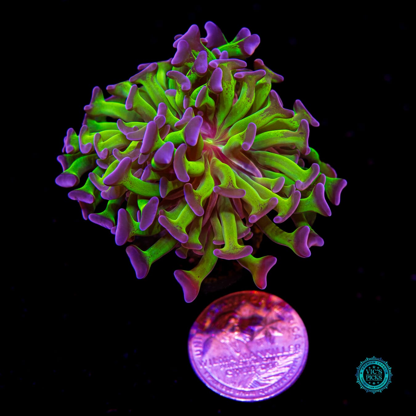 Sin City Neon Branching Hammer - Daylight Photo