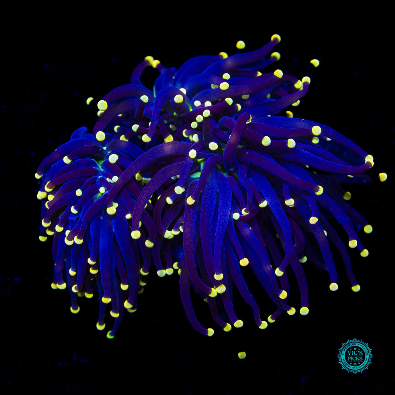 Joker Torch - Actinic Photo