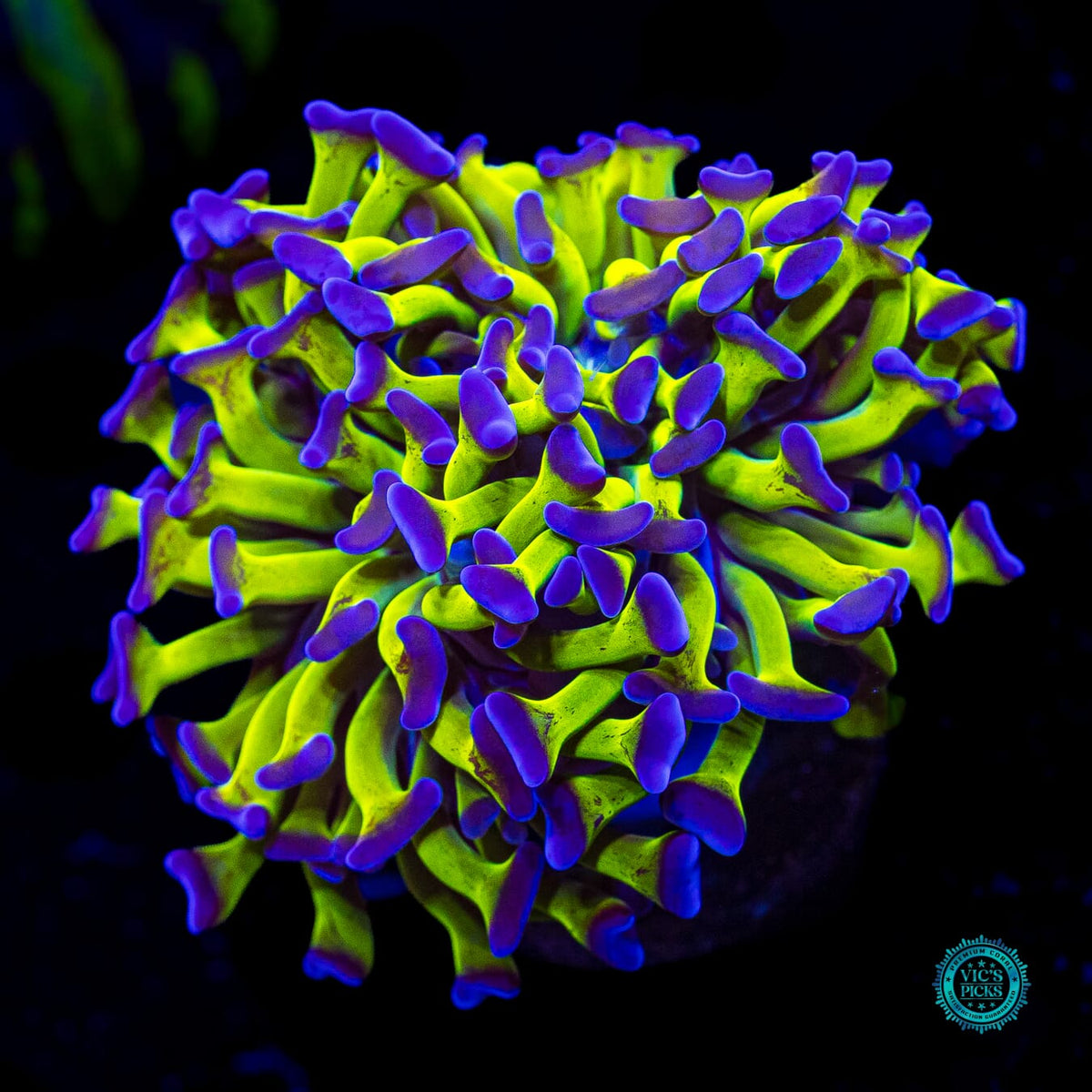 Sin City Neon Branching Hammer - Actinic Photo