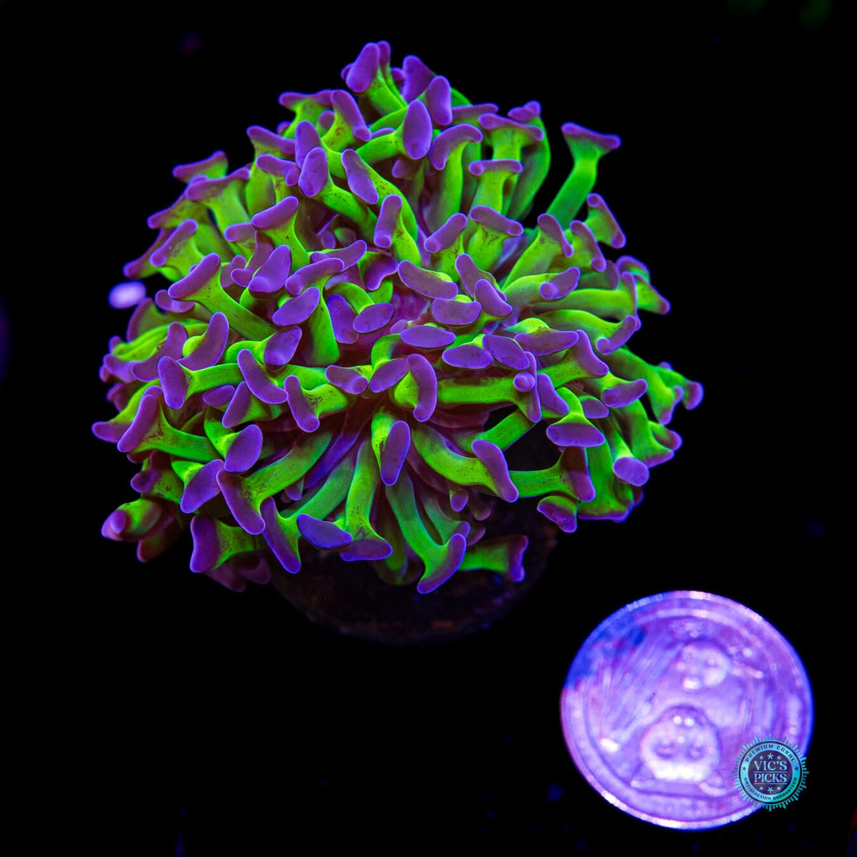 Sin City Neon Branching Hammer - Daylight Photo