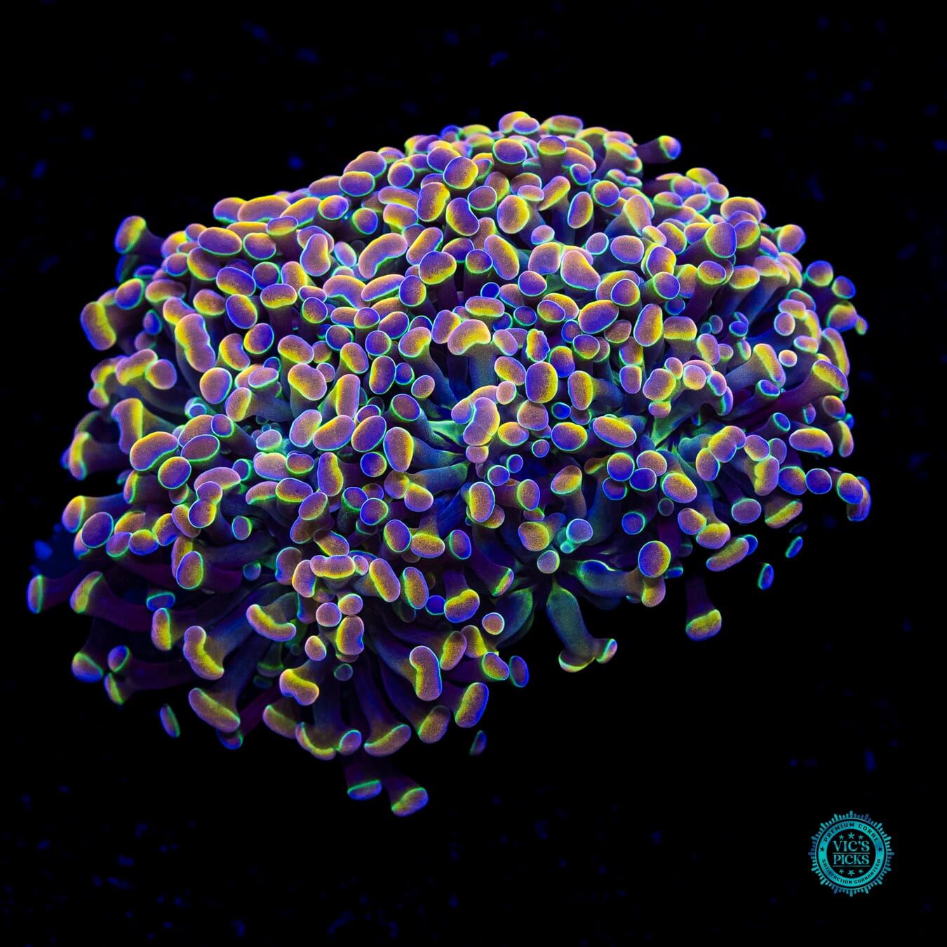 Holy Grail Branching Hammer - Actinic Photo
