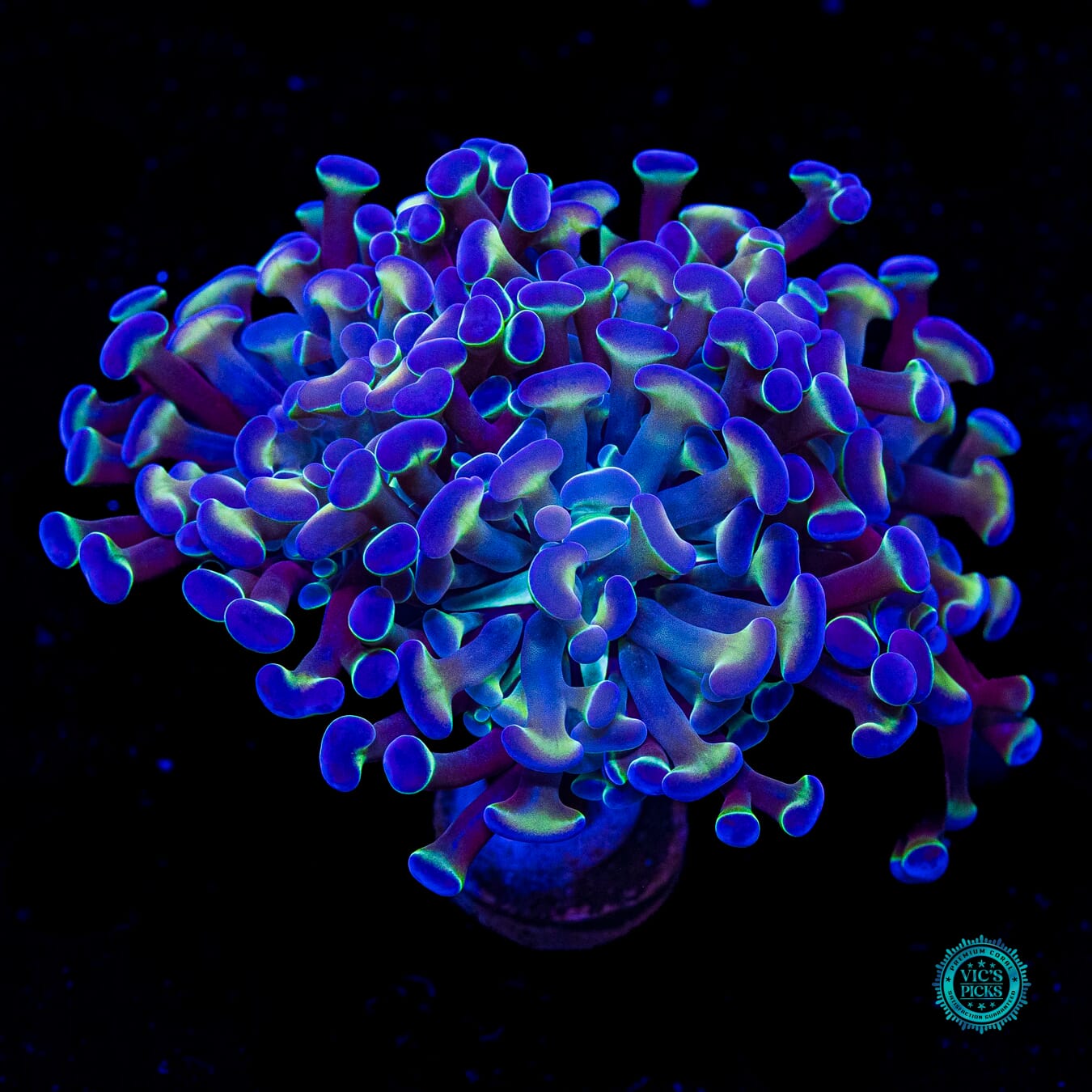 Hologram Branching Hammer - Actinic Photo