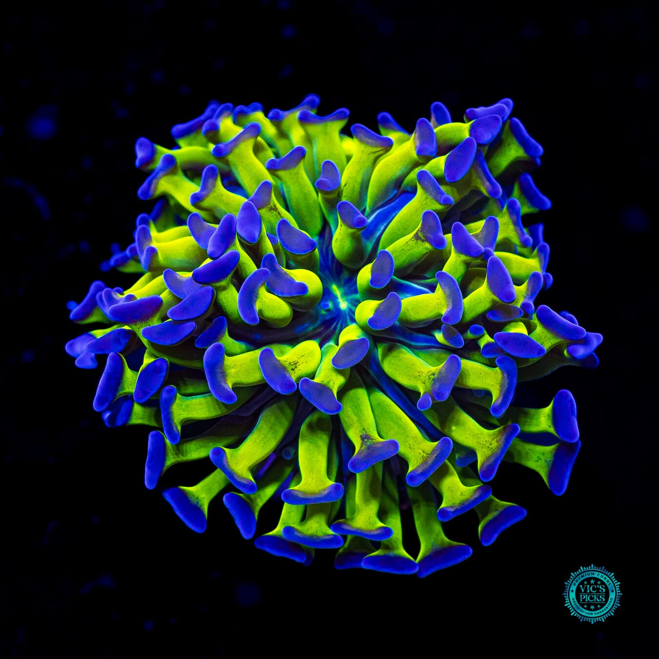 Sin City Neon Branching Hammer - Actinic Photo