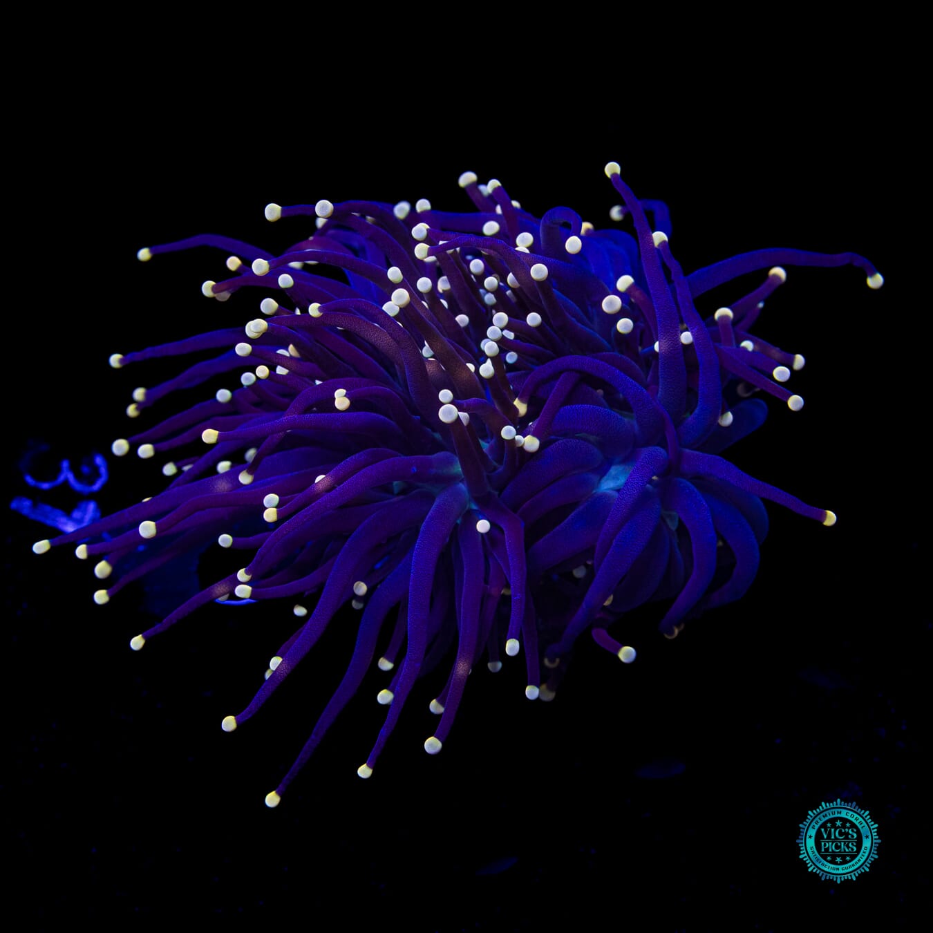Joker Torch - Actinic Photo