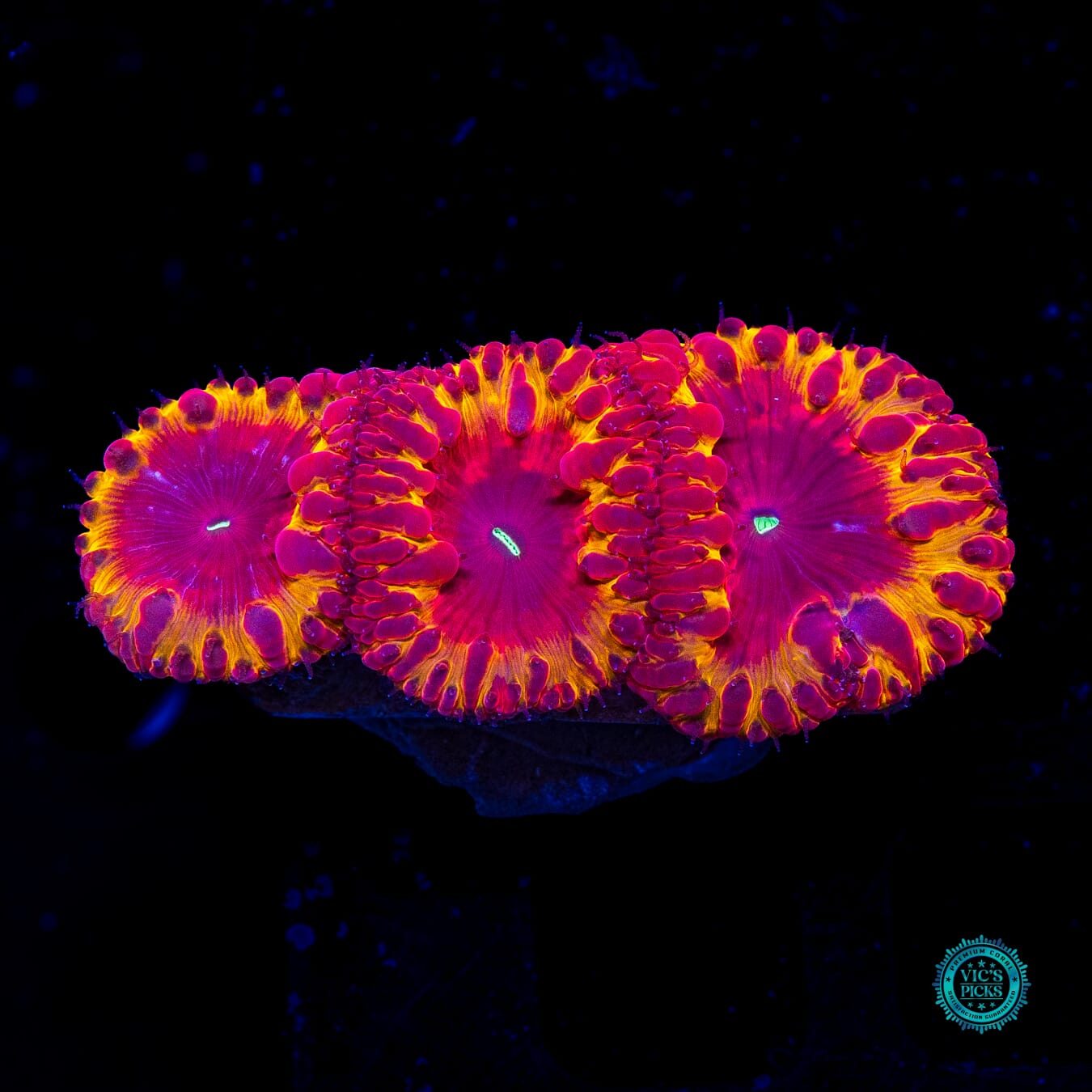 Solar Eclipse Blastomussa - Actinic Photo