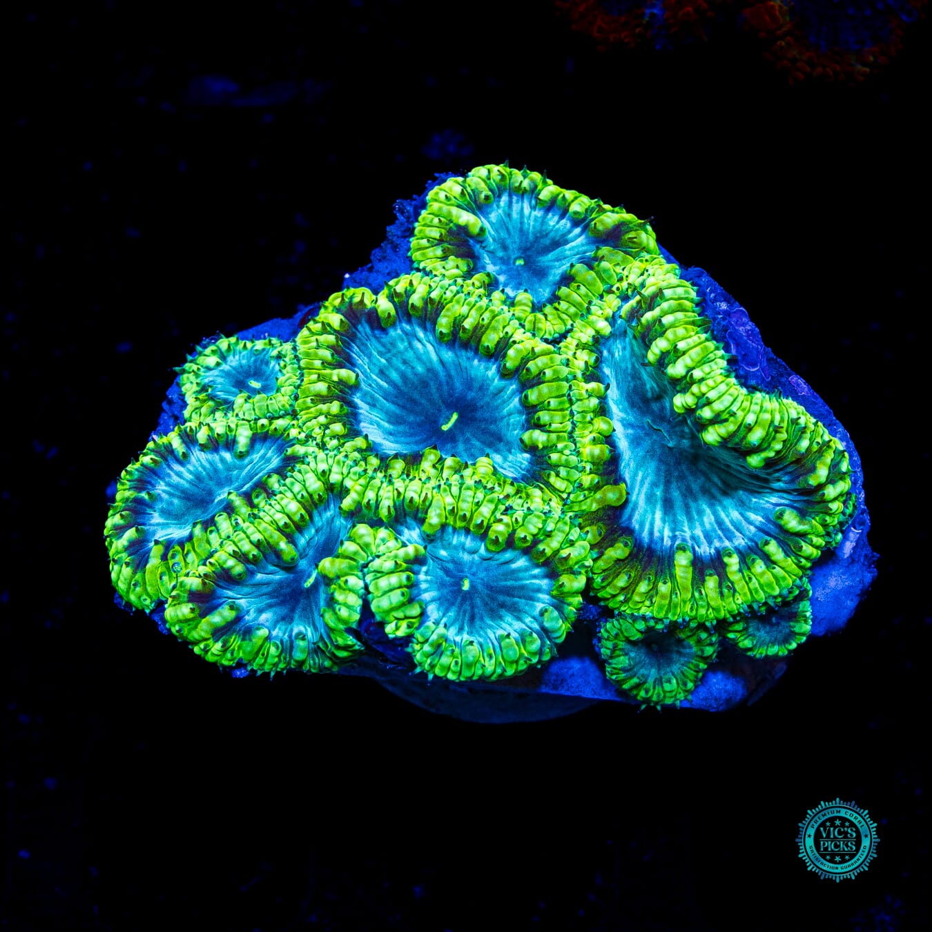 Blueberry Mist Blastomussa - Actinic Photo