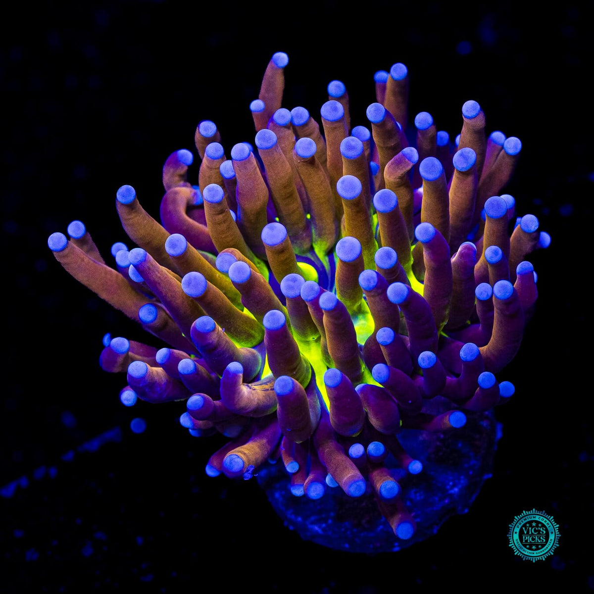 Fel Flame Torch - Actinic Photo