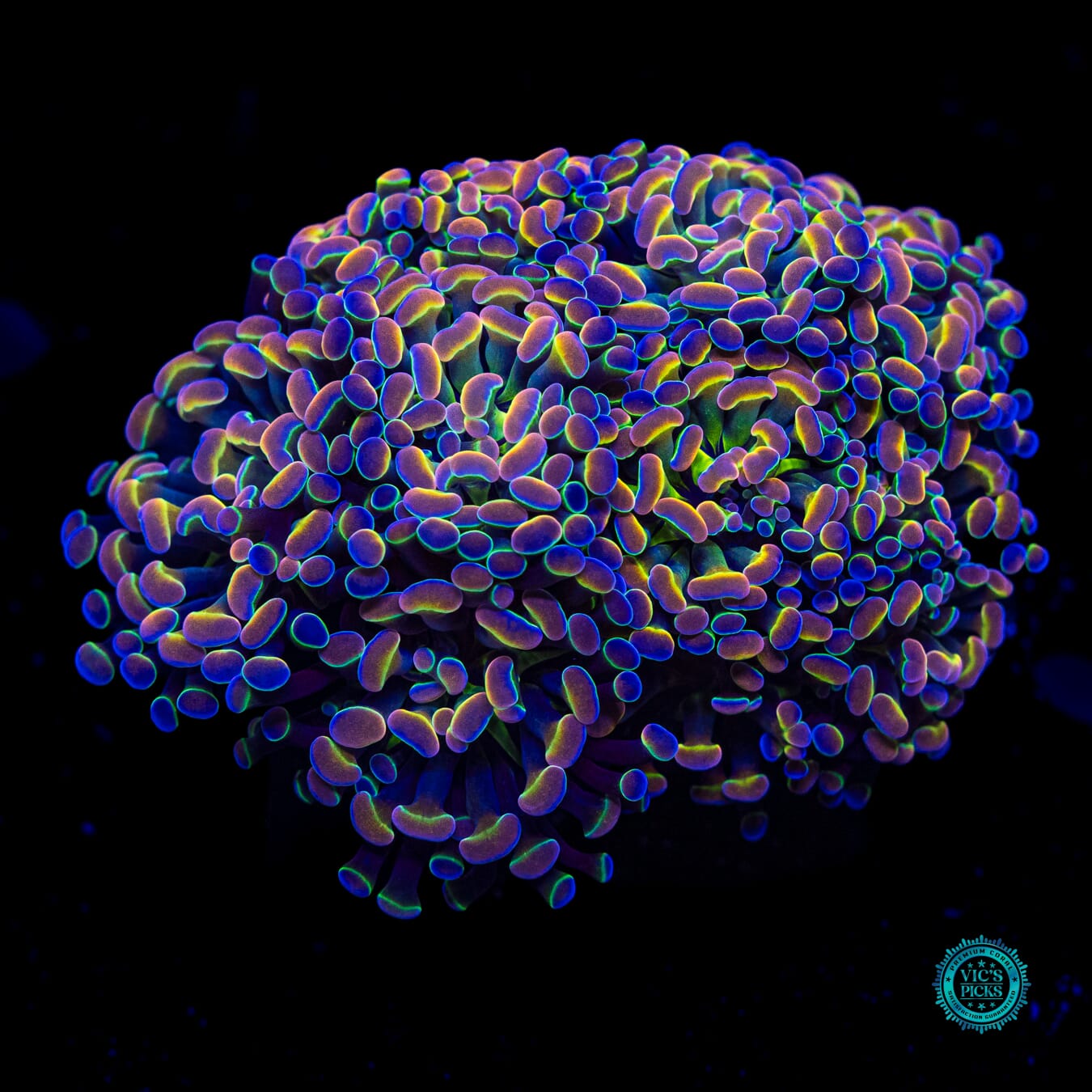 Holy Grail Branching Hammer - Actinic Photo
