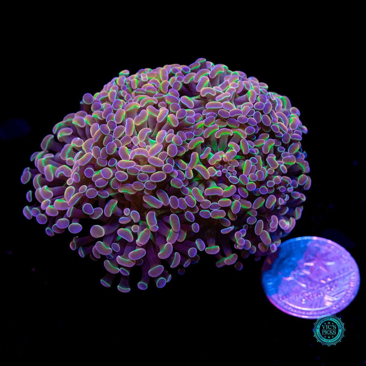 Holy Grail Branching Hammer - Daylight Photo