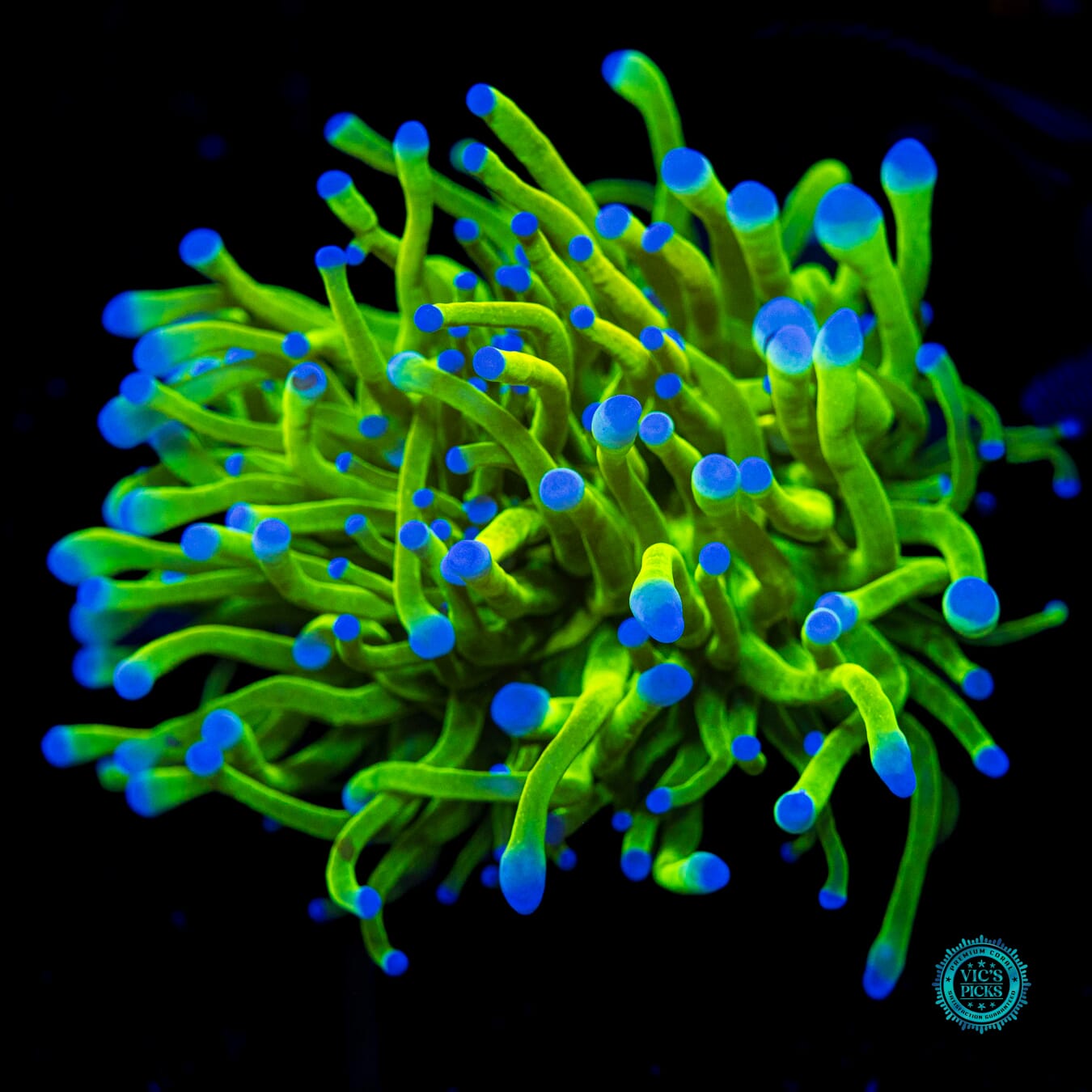 Balloon Blue Bubble Tipped Torch - Actinic Photo