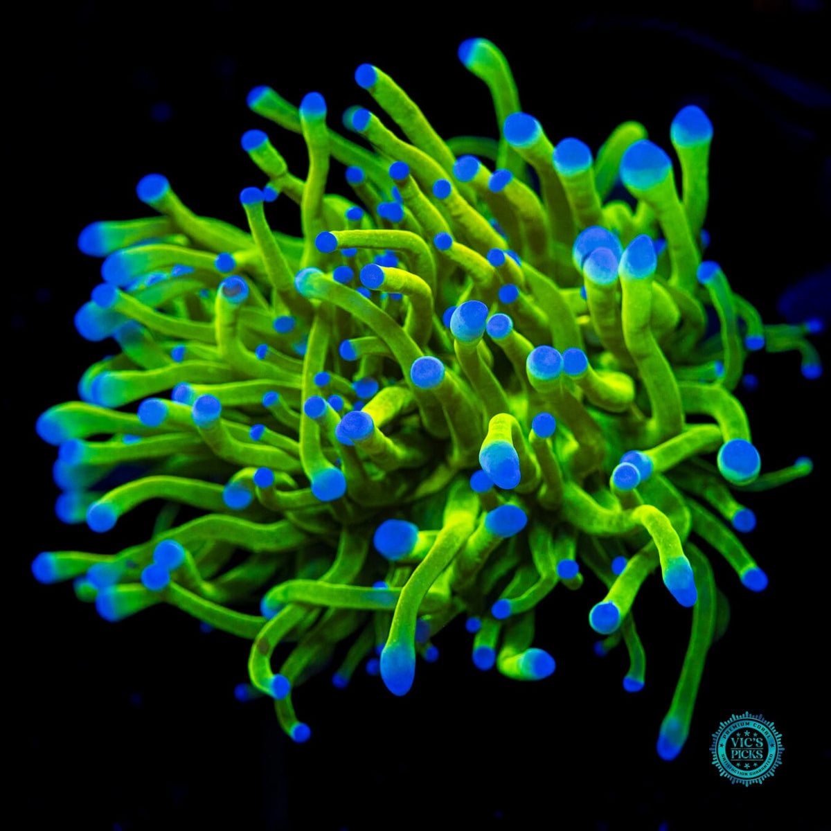 Balloon Blue Bubble Tipped Torch - Actinic Photo