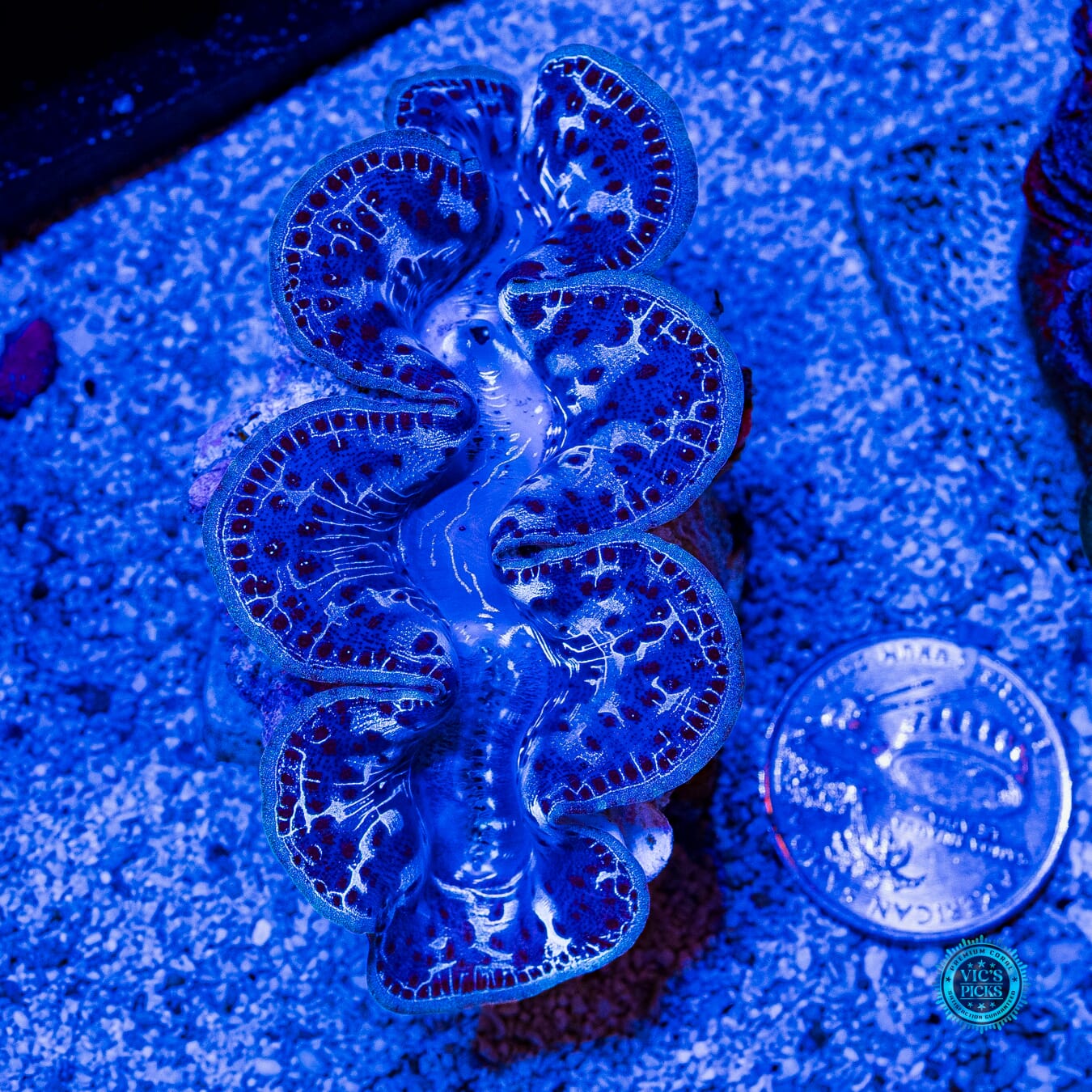 Blue Lightning Maxima Clam - Daylight Photo