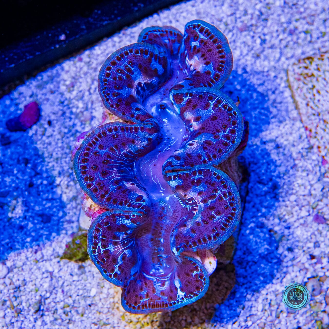 Blue Lightning Maxima Clam - Actinic Photo