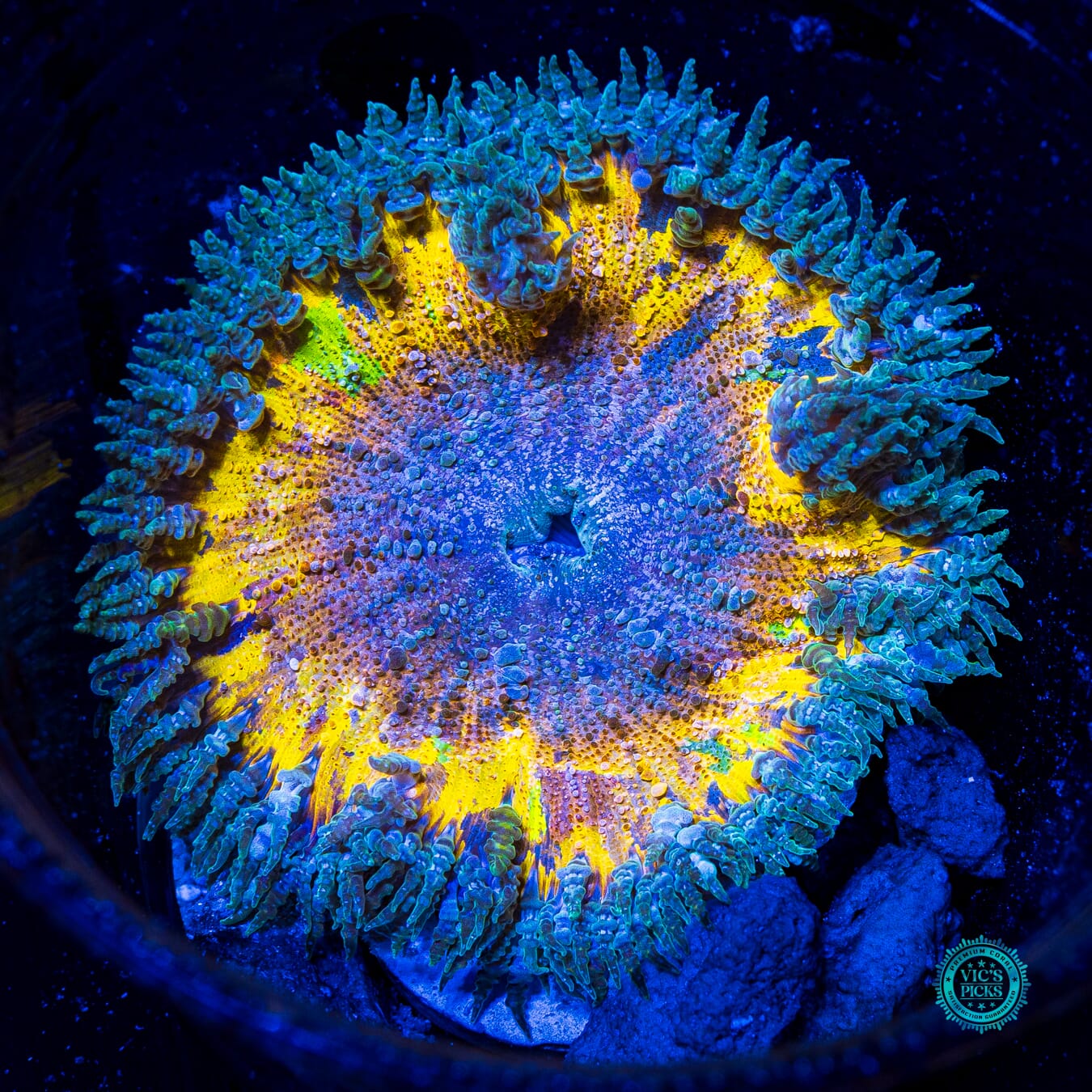 Interdimensional Rift Flower Anemone - Daylight Photo