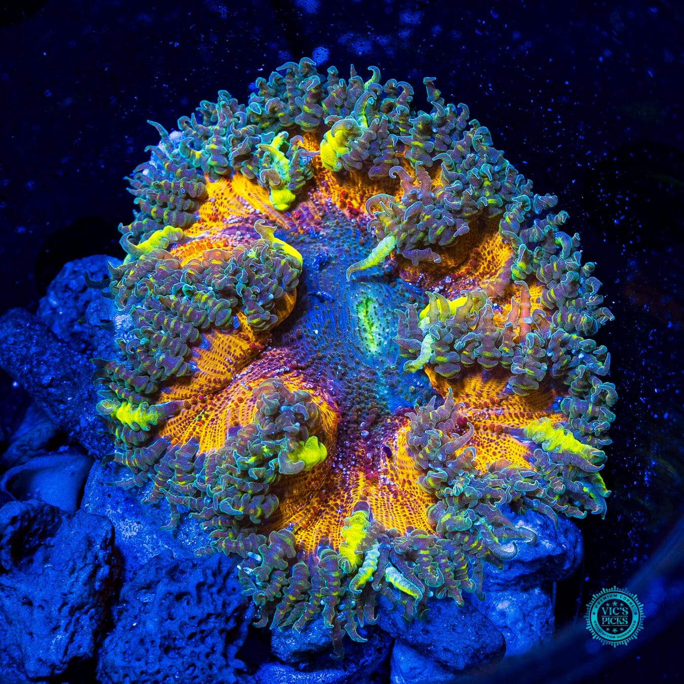 Hive Mind Flower Anemone - Daylight Photo