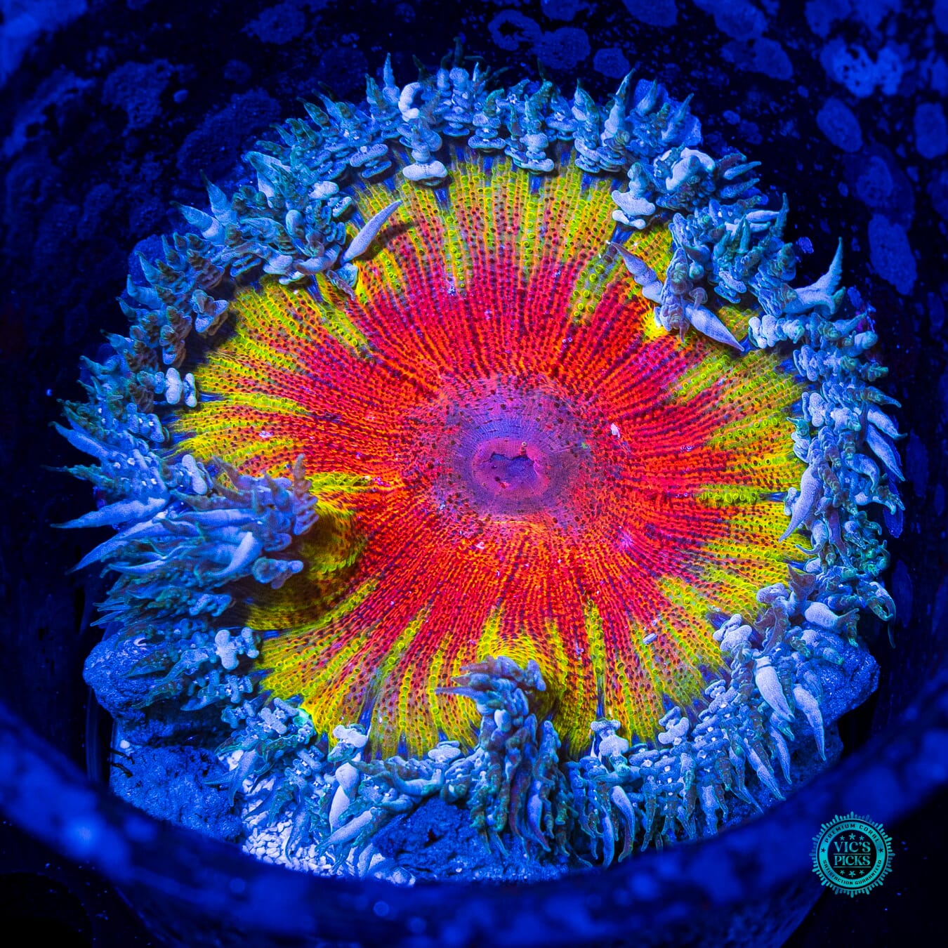 Hellfire Flower Anemone - Daylight Photo