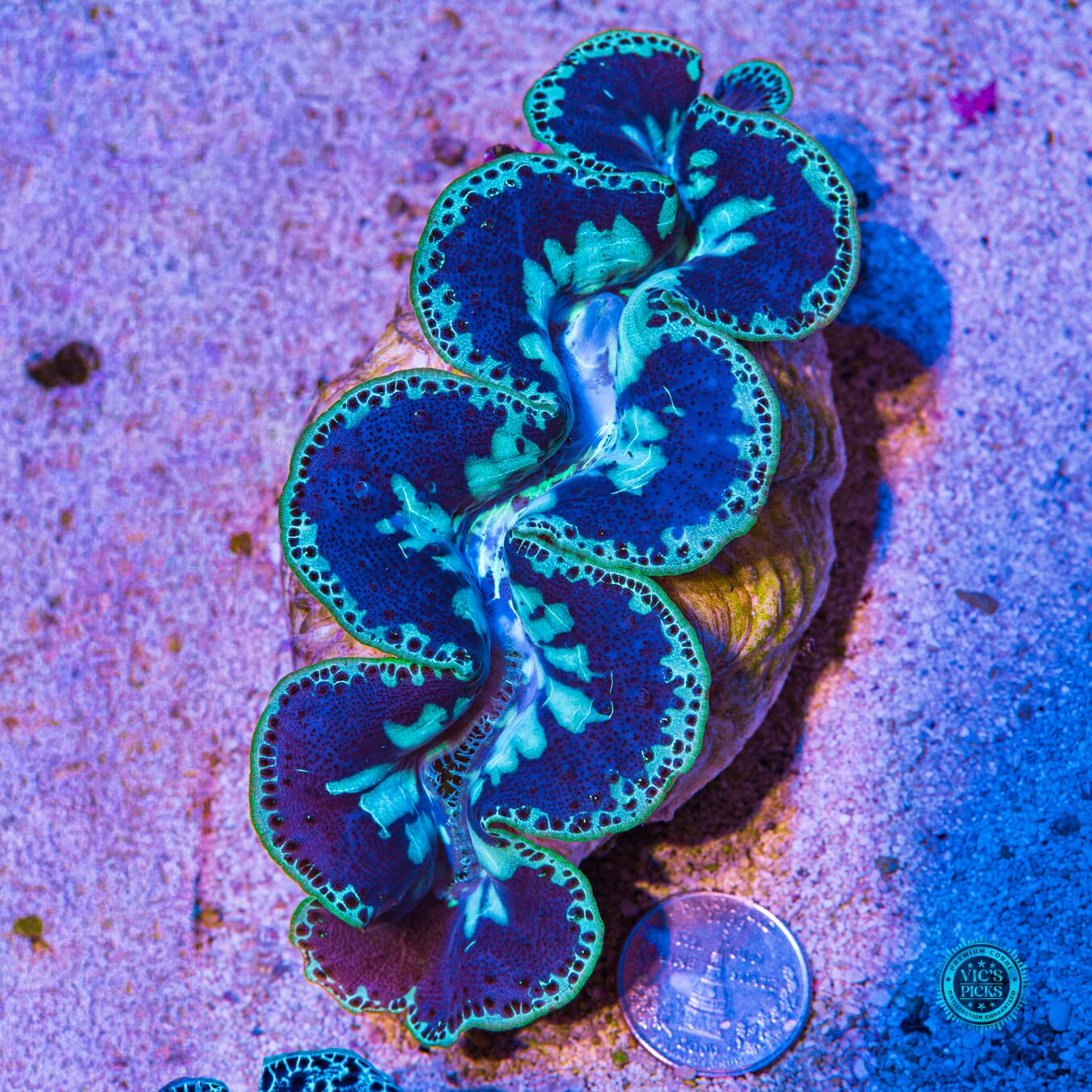 XXL Blue Domino Maxima Clam - Daylight Photo