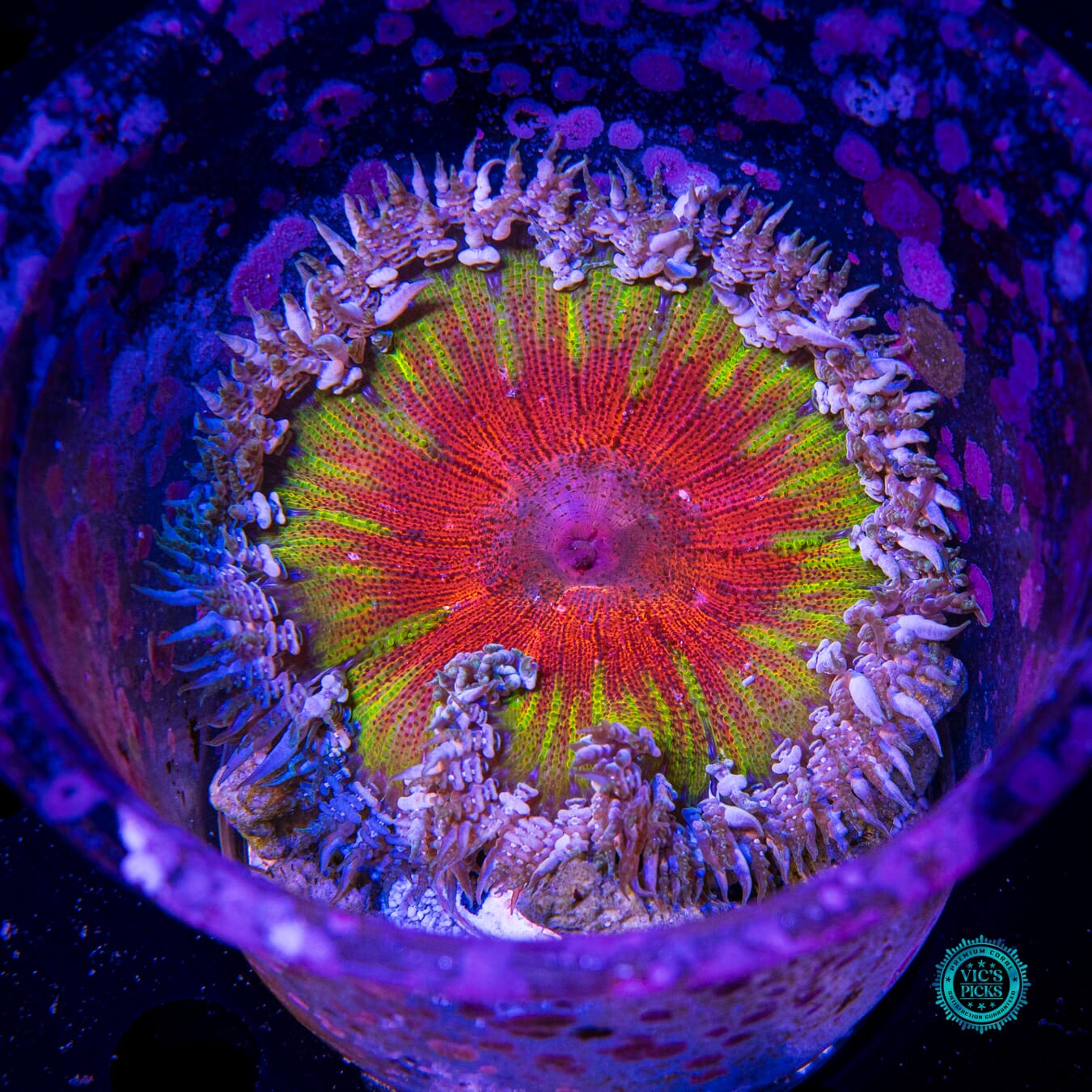 Hellfire Flower Anemone - Actinic Photo