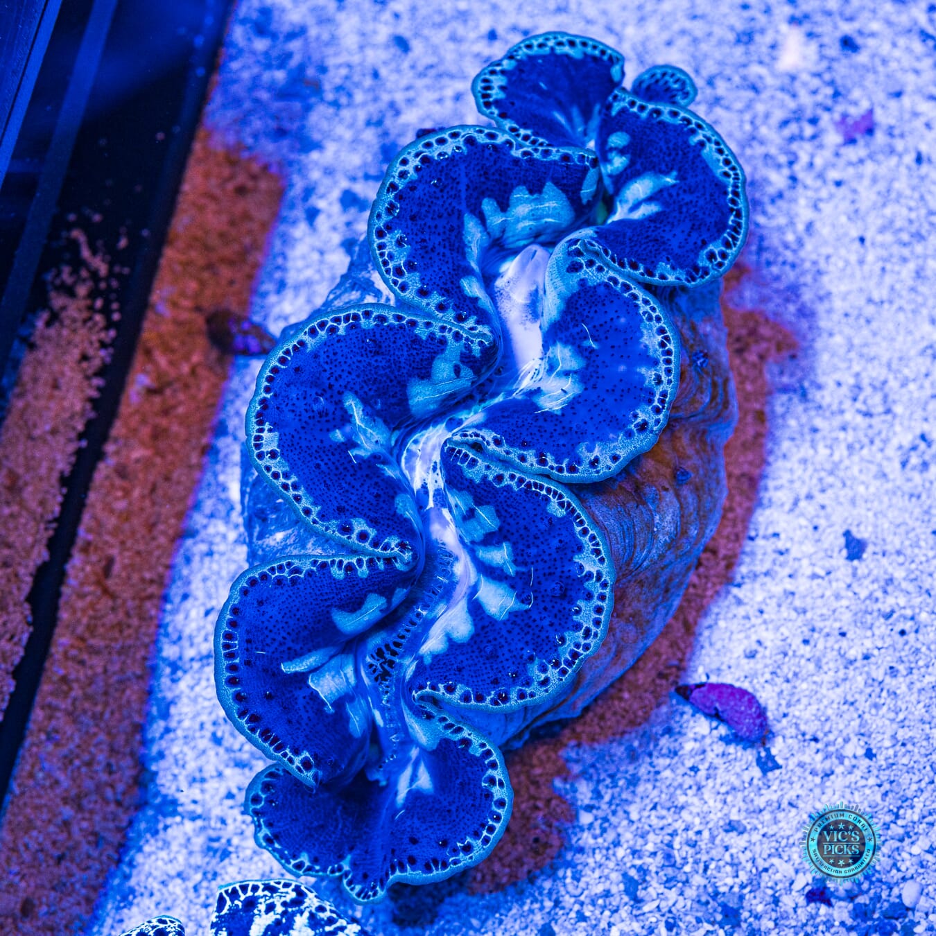 XXL Blue Domino Maxima Clam - Actinic Photo
