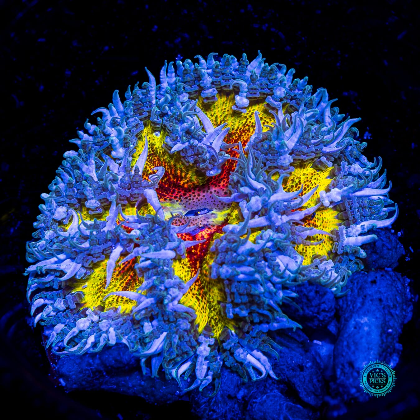 Pure Paradise Flower Anemone - Daylight Photo