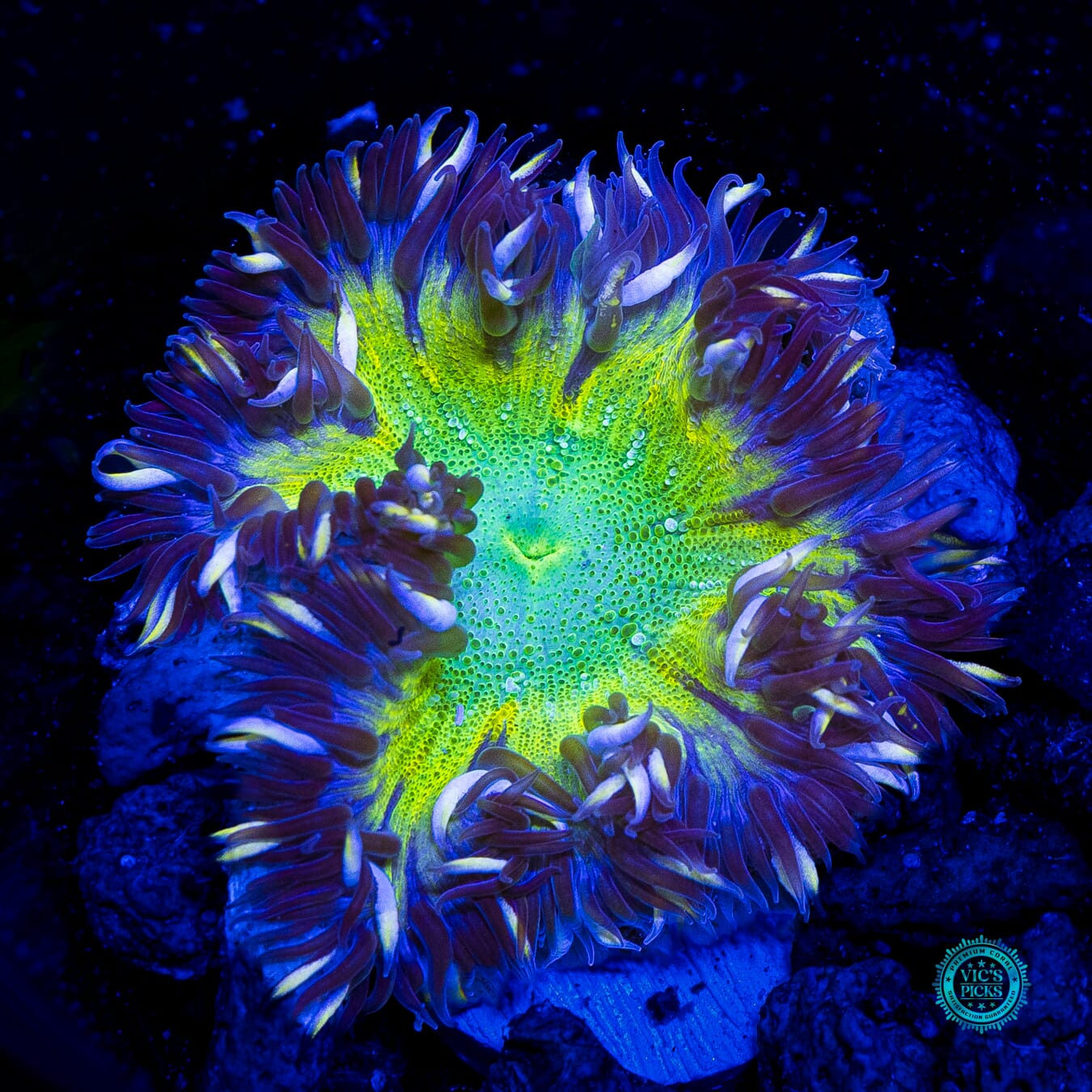 Twisting Shadows Flower Anemone - Daylight Photo