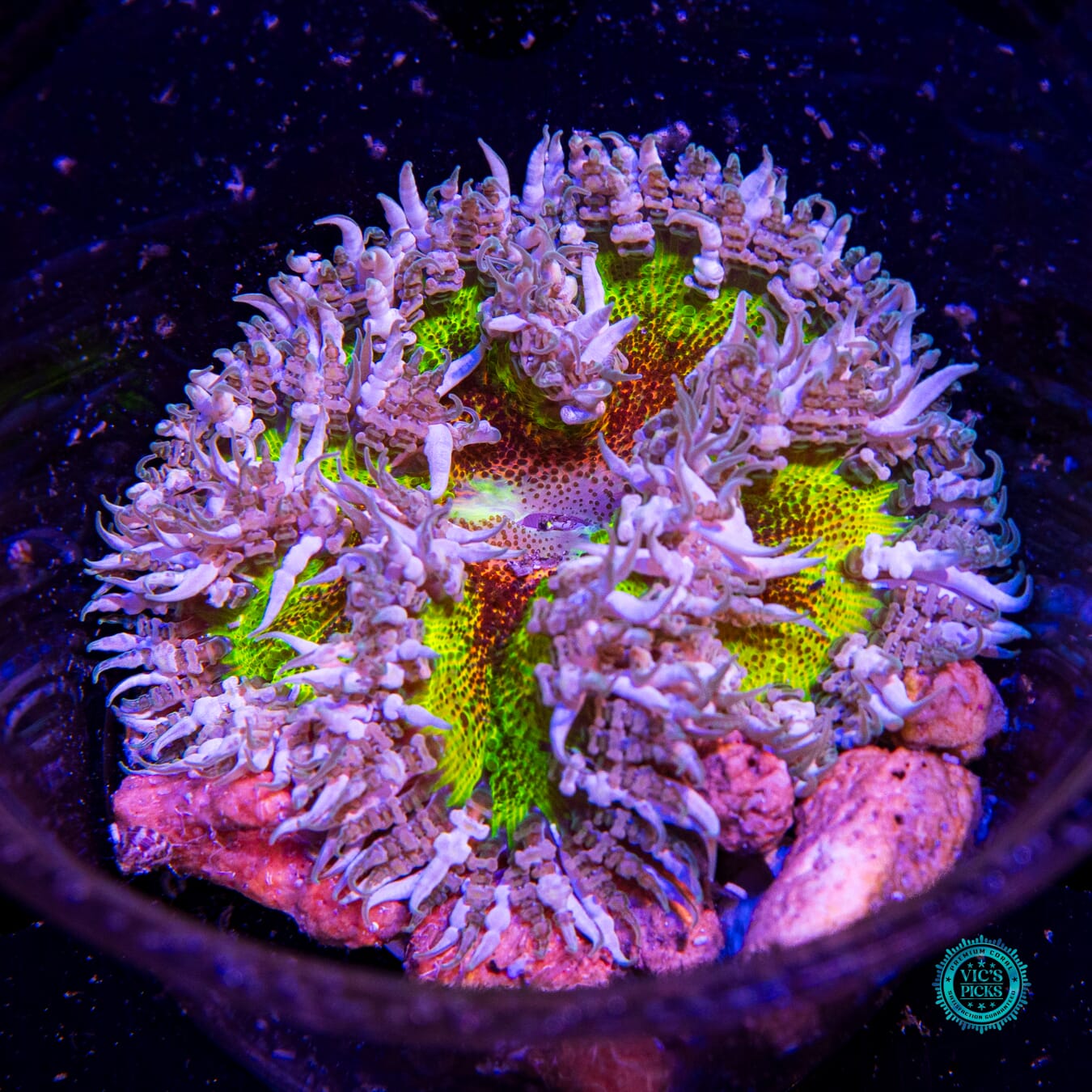 Pure Paradise Flower Anemone - Actinic Photo