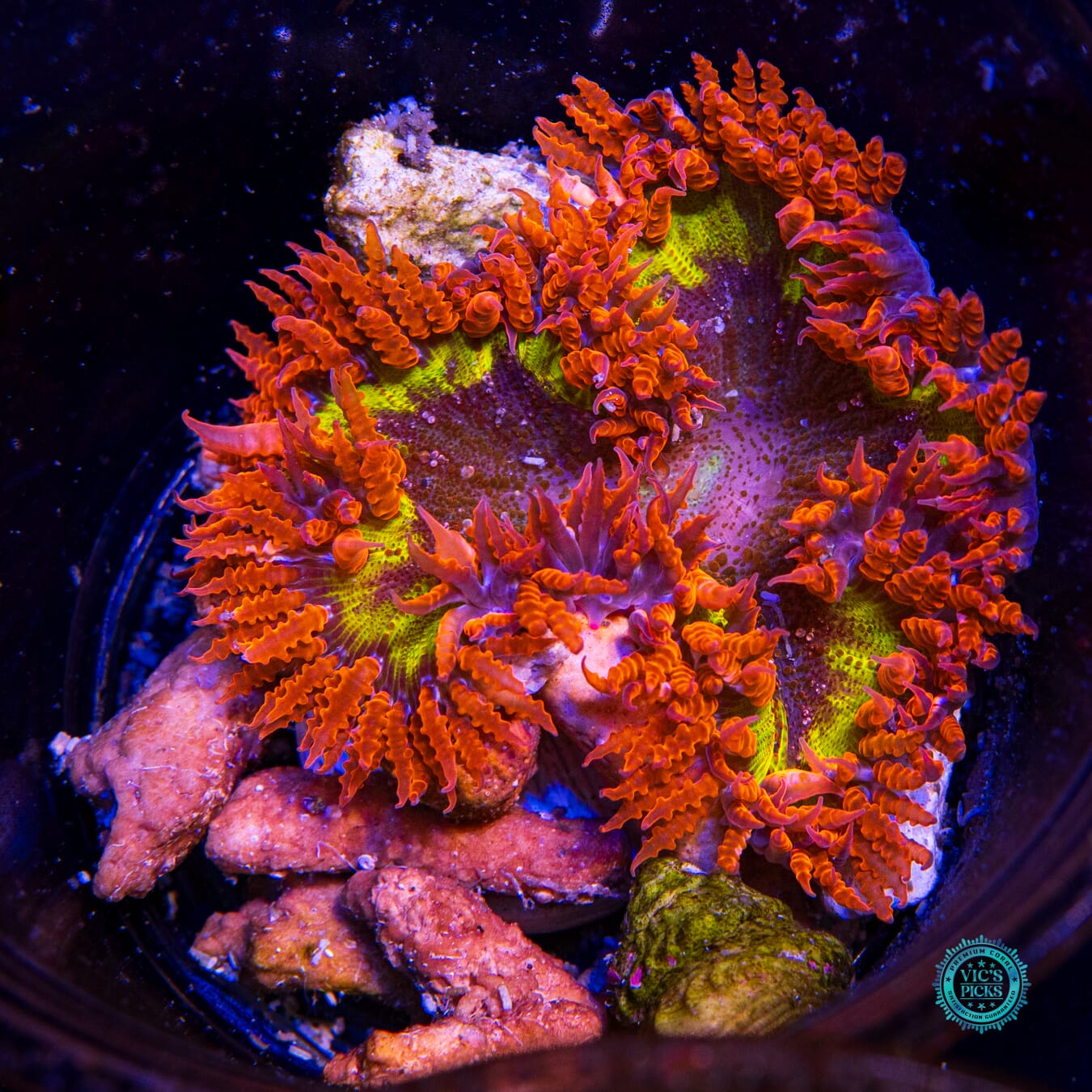 Solar Eclipse Flower Anemone - Actinic Photo