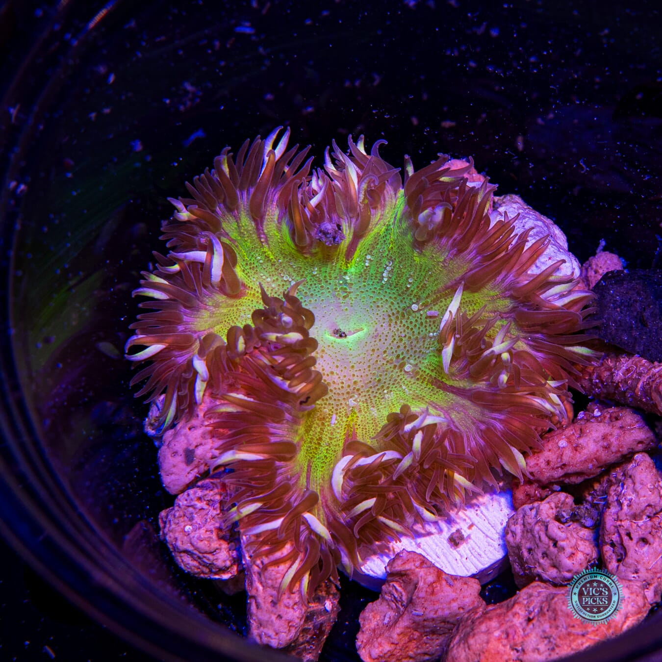 Twisting Shadows Flower Anemone - Actinic Photo