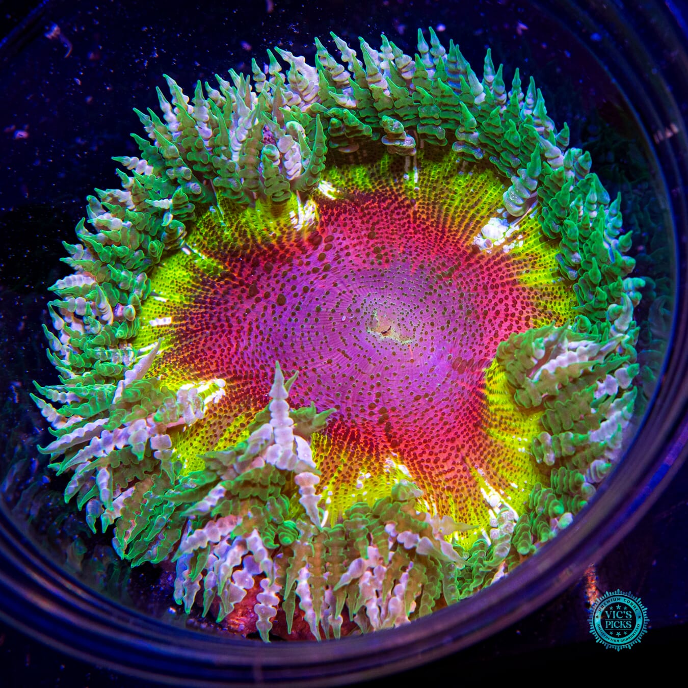 Rasta Rainbow Flower Anemone - Actinic Photo