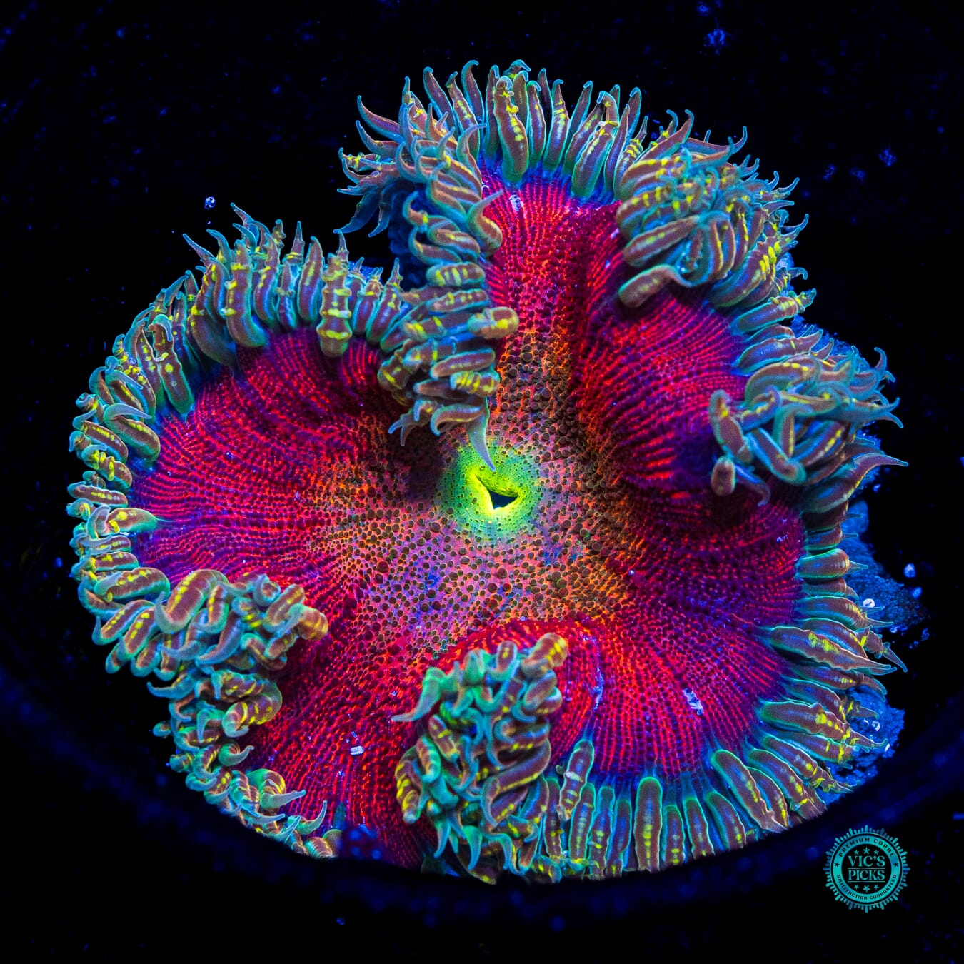 Fruit Cocktail Flower Anemone - Daylight Photo