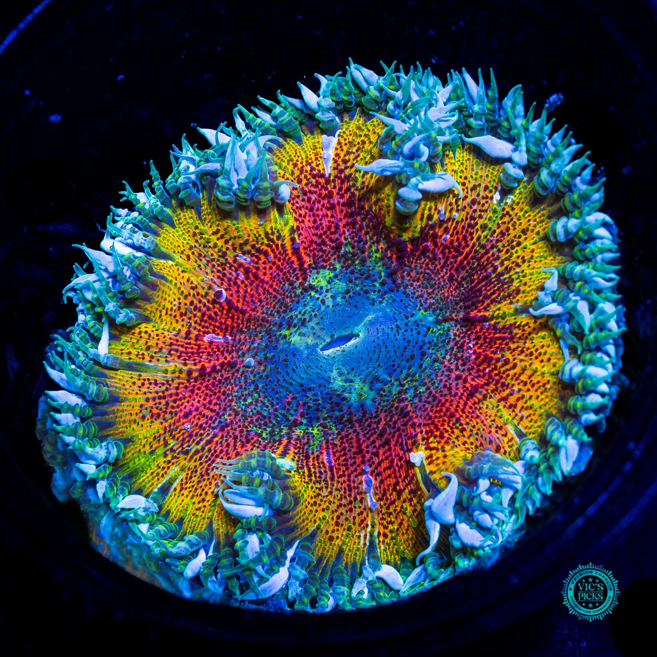 Solar Explosion Flower Anemone - Daylight Photo