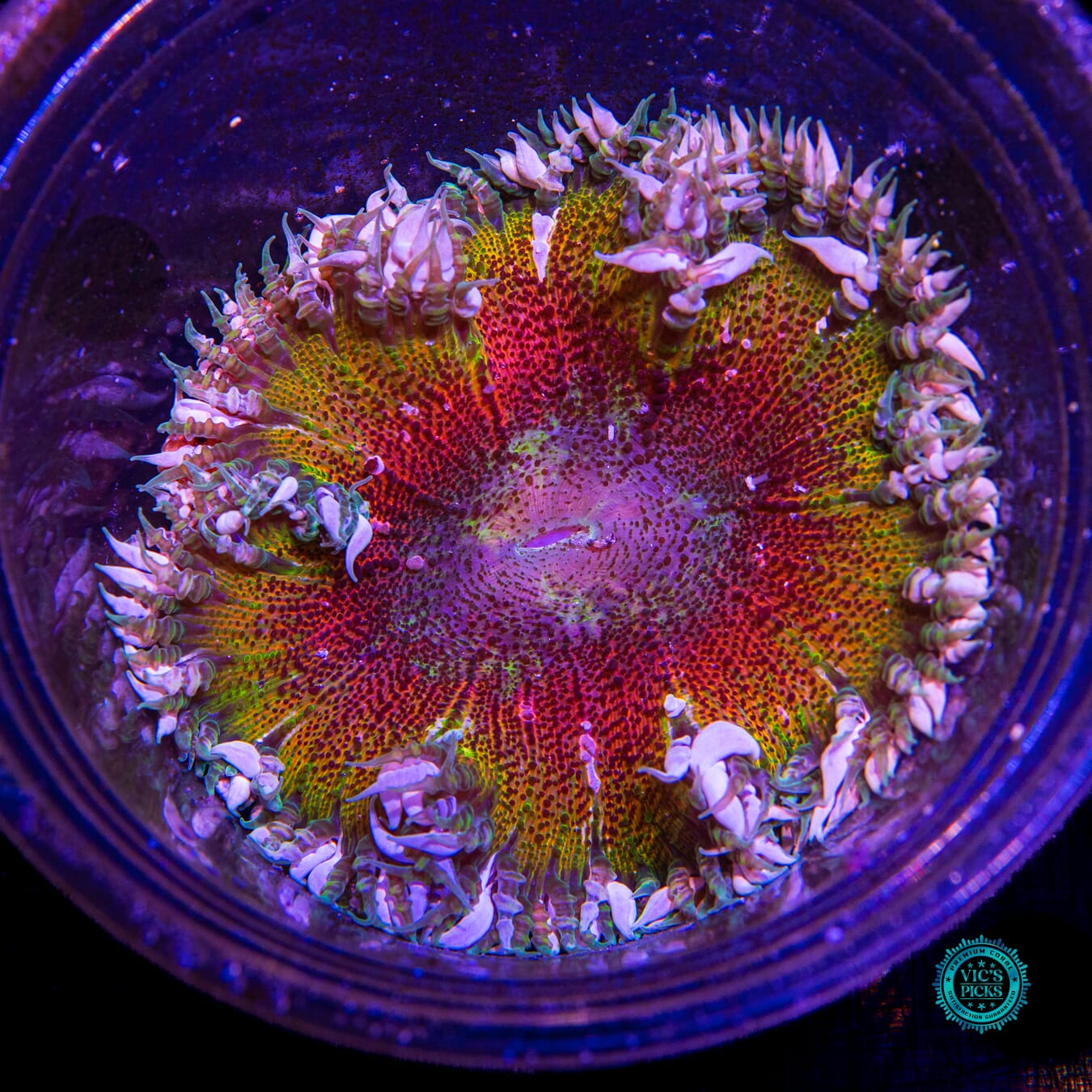 Solar Explosion Flower Anemone - Actinic Photo