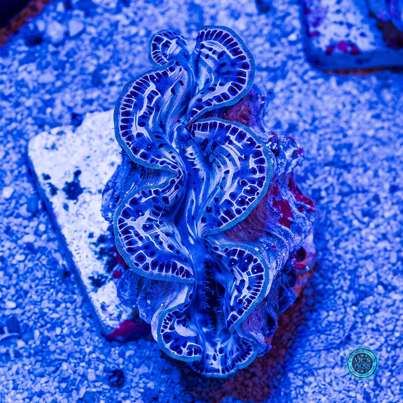 Metal Head Maxima Clam - Actinic Photo