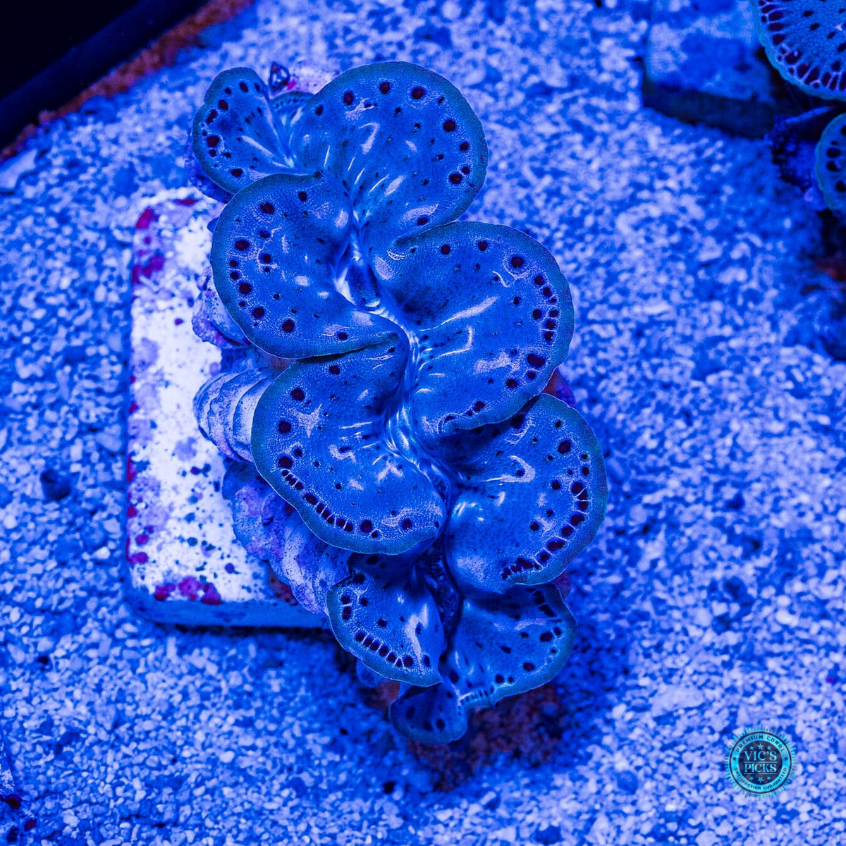 Bronze Age Maxima Clam - Actinic Photo