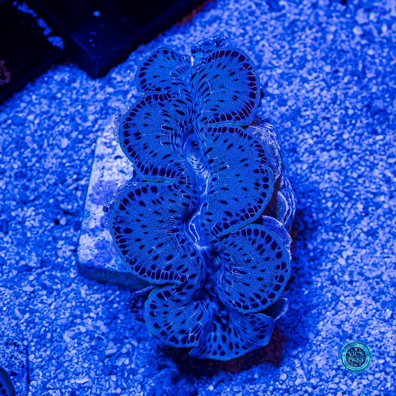 Leopard Print Maxima Clam - Actinic Photo