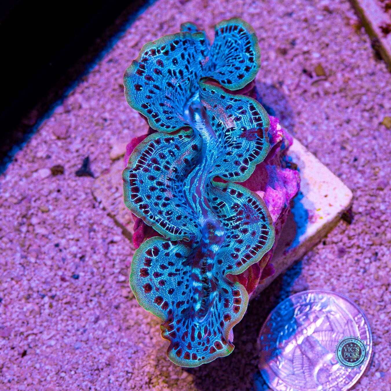 Blue Lagoon Maxima Clam - Daylight Photo