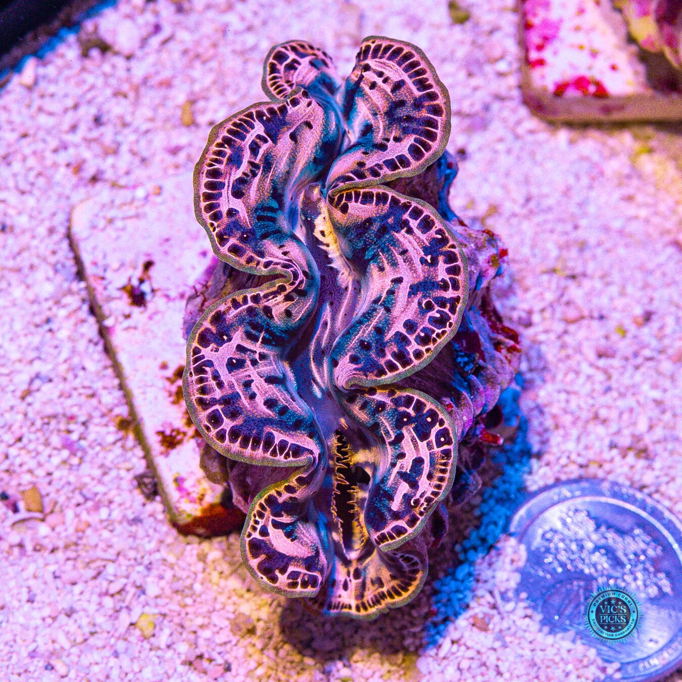 Metal Head Maxima Clam - Daylight Photo
