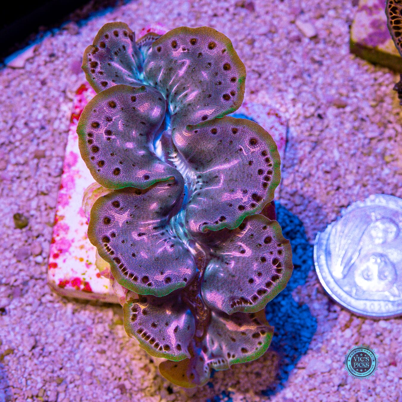 Bronze Age Maxima Clam - Daylight Photo