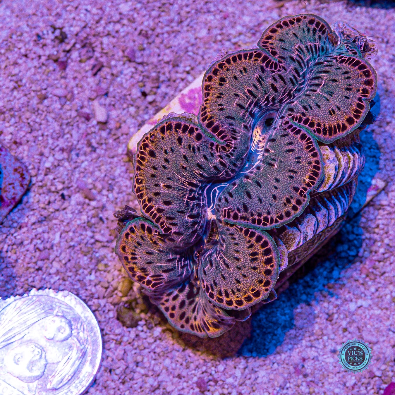 Leopard Print Maxima Clam - Daylight Photo