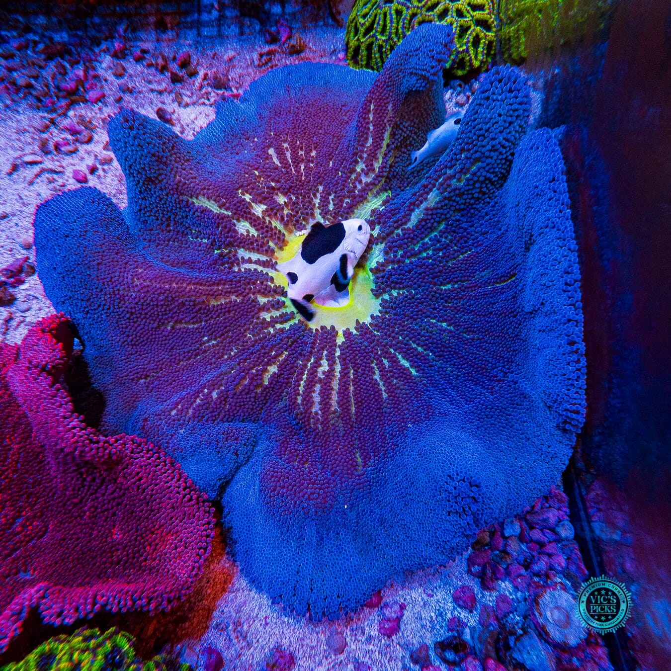 Jumbo Sapphire Blue Carpet Anemone - Actinic Photo