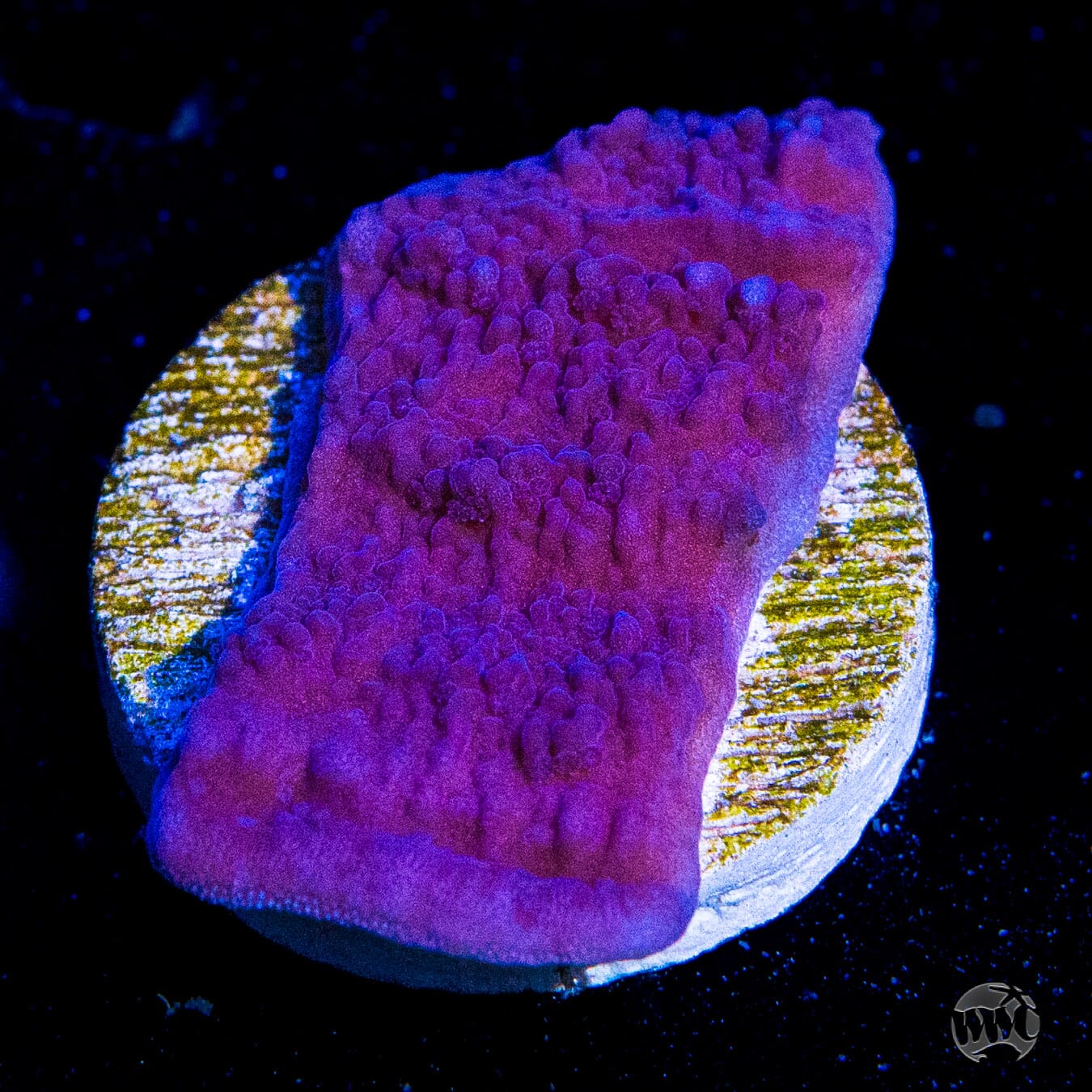 Vivid's Purple Cap Montipora Coral