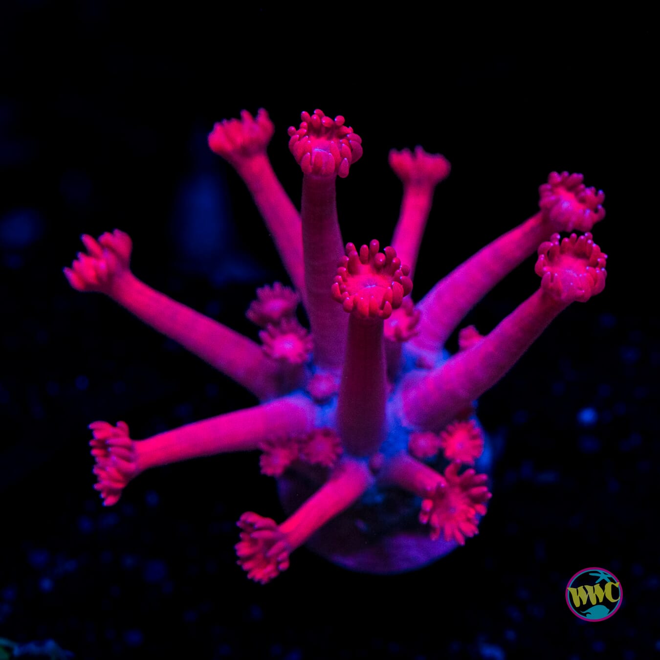 Pretty in Pink Goniopora - Actinic Photo