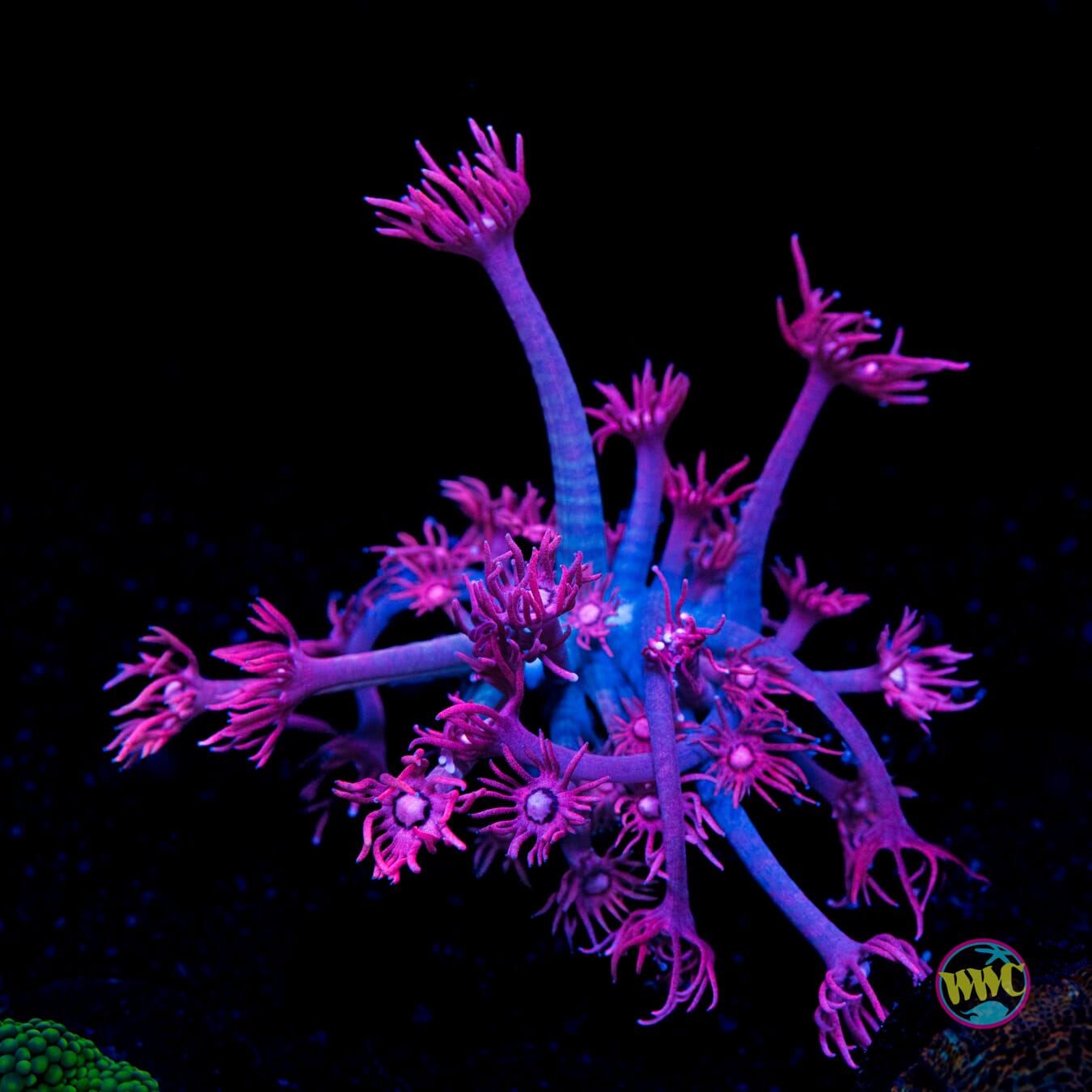 WWC Pink Lady Goniopora - Actinic Photo