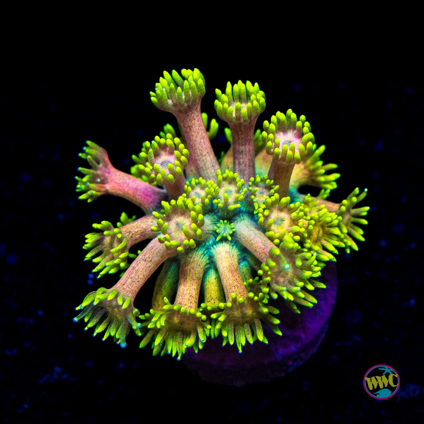 Electro Lemon Goniopora - Actinic Photo